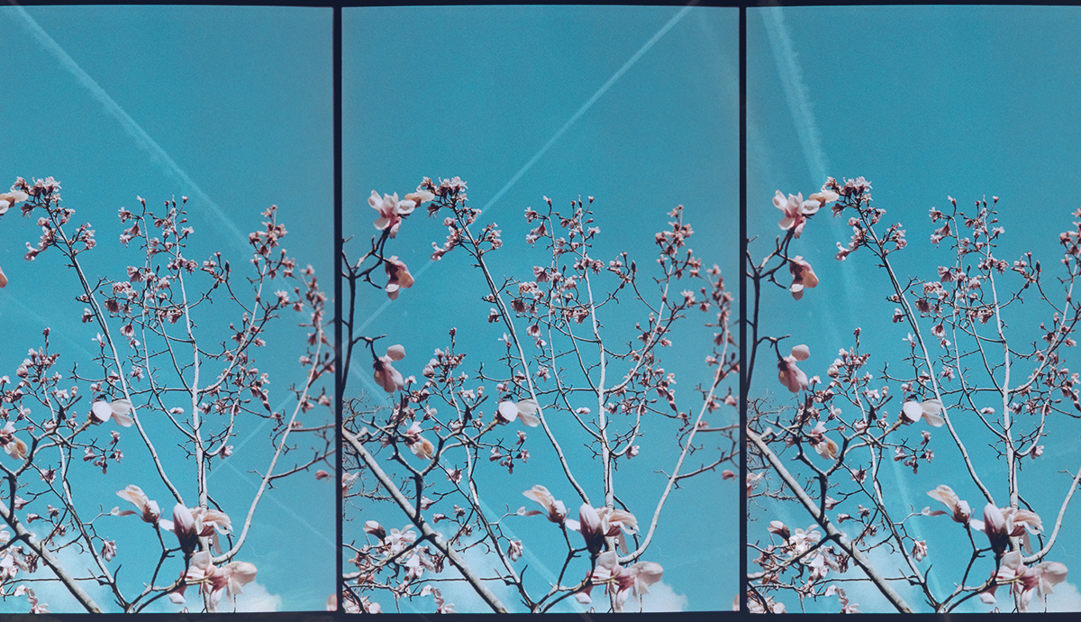 Magnolia Trees and blue sky