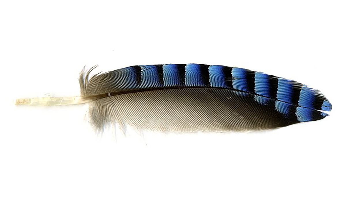 blue jay feather