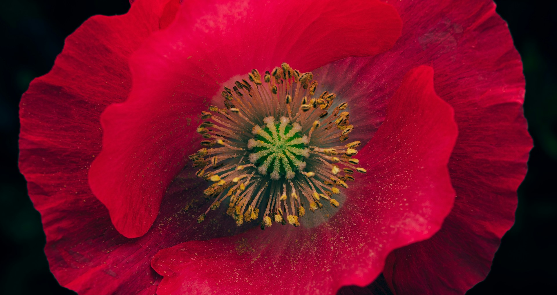 Red poppy photo by Timothy Dykes for Unsplash