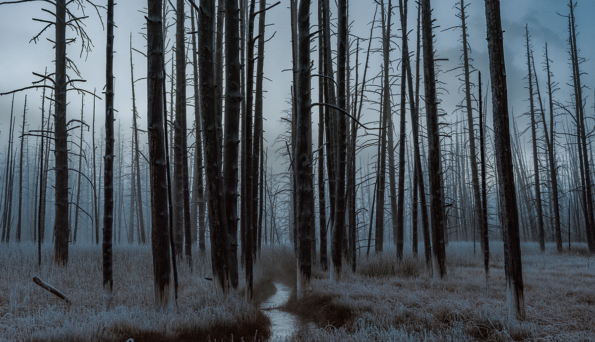 Header Graphic: Dark forest at night in the winter with stripped trees | Image Credit: Unsplash