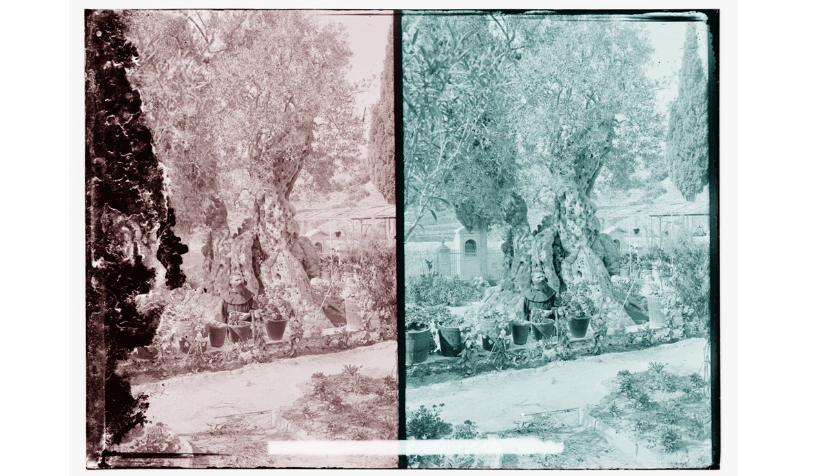 Old image of olive trees at Gethsemane