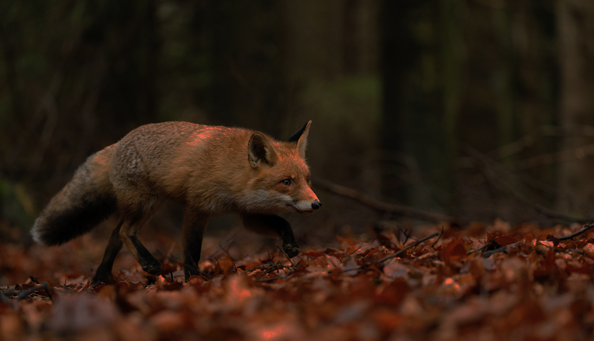 Header Graphic: Fox hunting at night | Image Credit: Zdeněk Macháček via Unsplash
