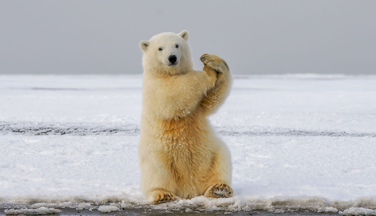 Header Graphic: A polar bear showing gesturing for time out | Image Credit: Hans-Jurgen Mager via Unsplash