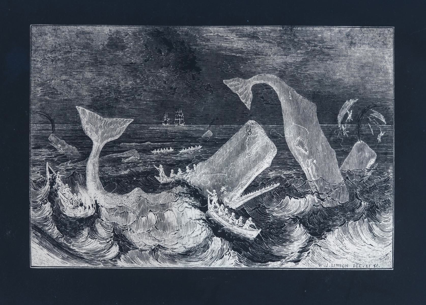 Whales attacking boats