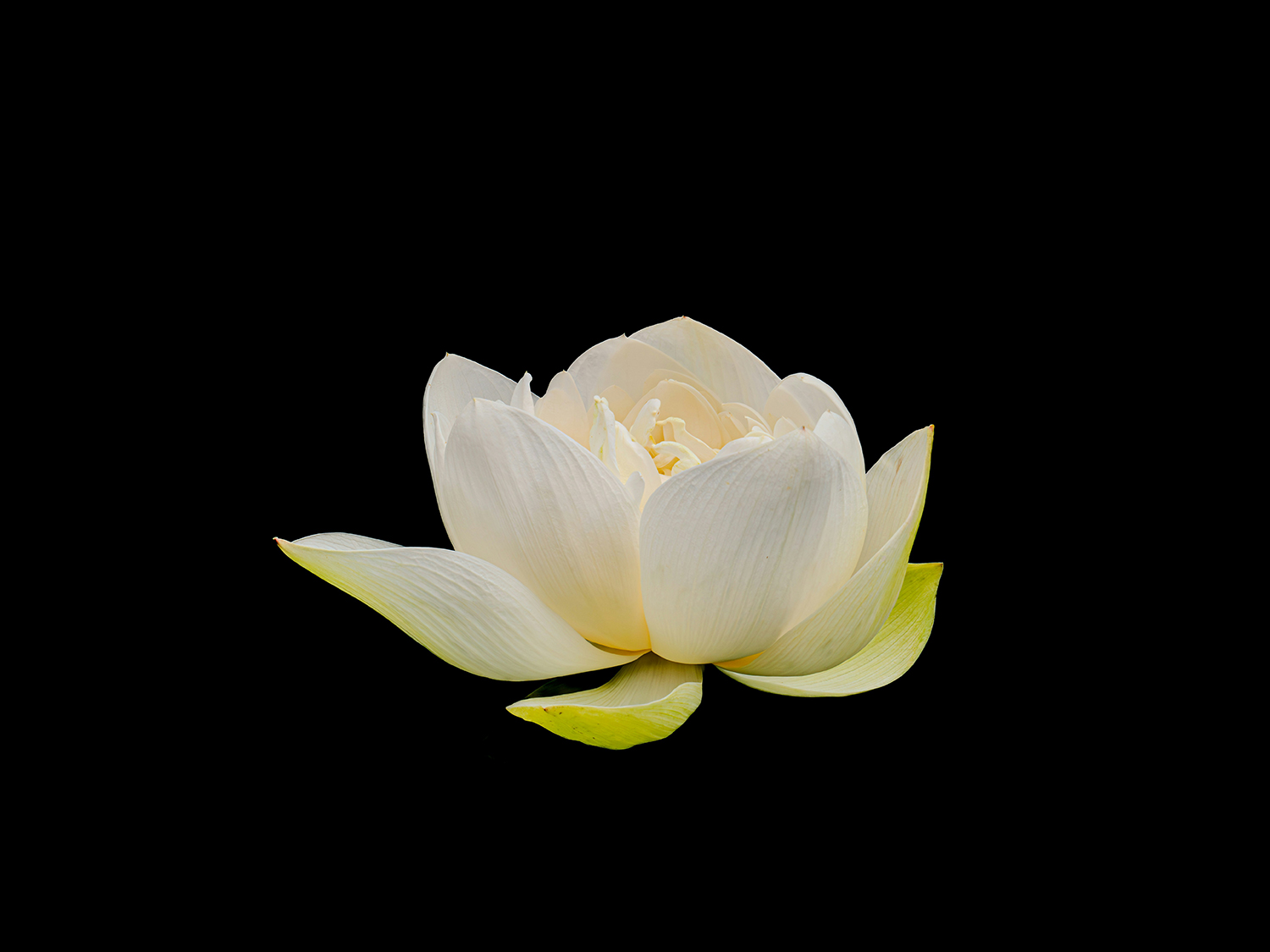 Lotus Flower Image
