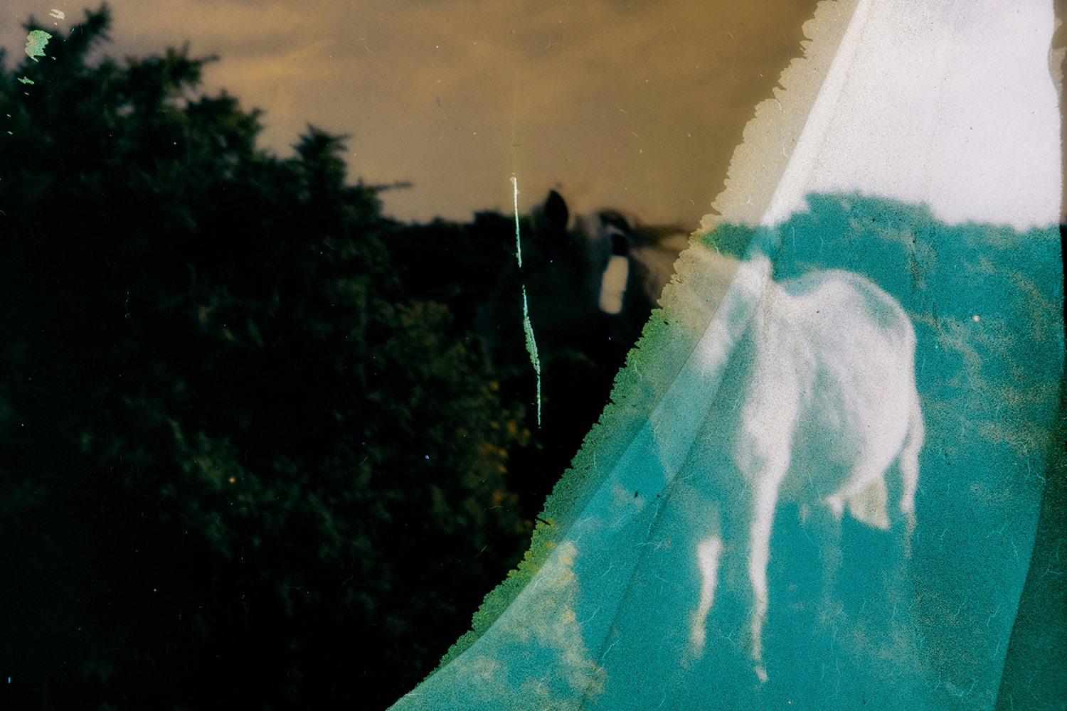 Overexposed photo of white horse 