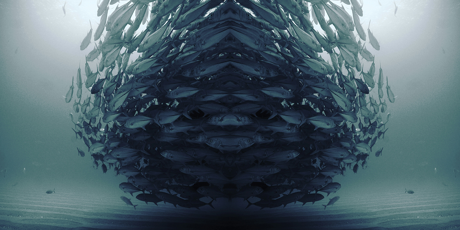 School of Fish Header