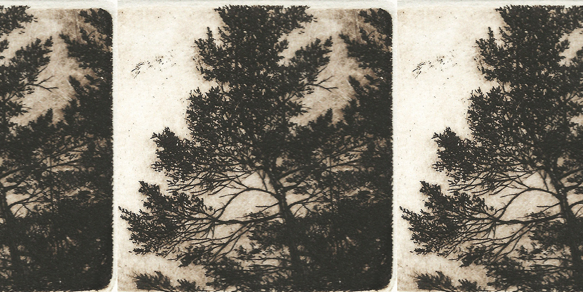 Trees blowing in the wind