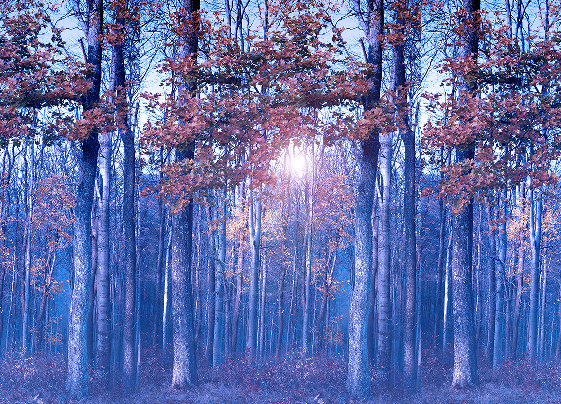 trees