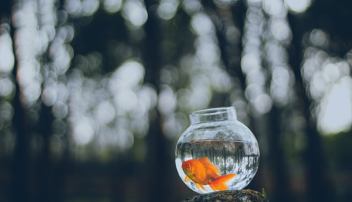 a goldfish in a bowl