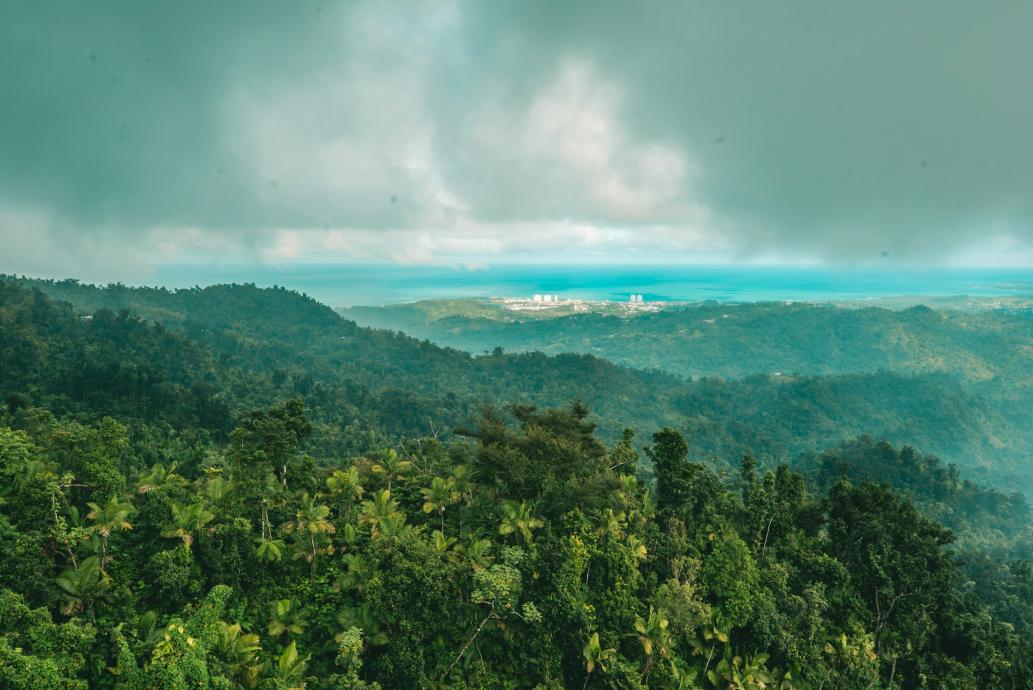 Rainforest in Puerto Rico photo by Beau Horyza for Unsplash