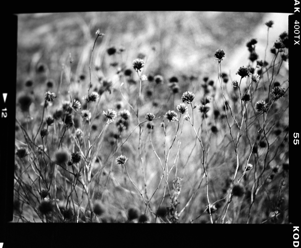 black and white flowers