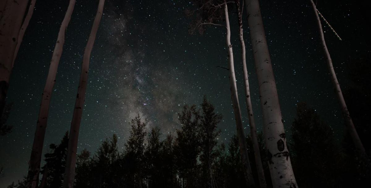 Dark forest sky