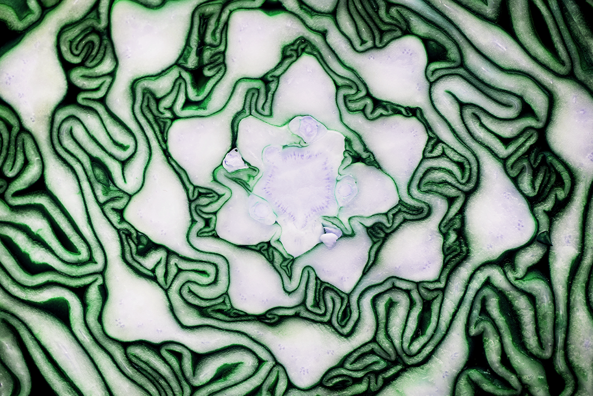 closeup cut cabbage