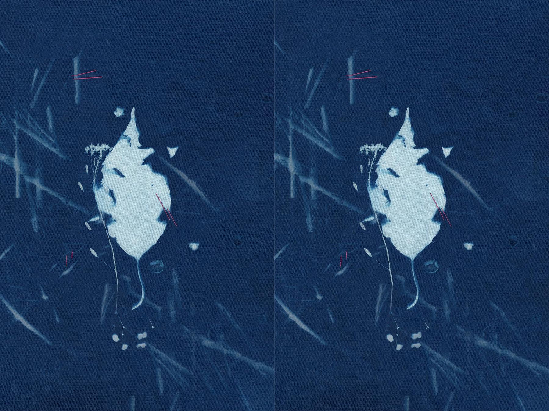 cyanotype lead print