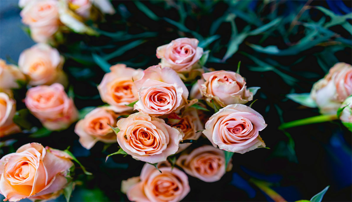 a bunch of light pink roses surrounded by dark green leaves.| Unsplash Dan Gold