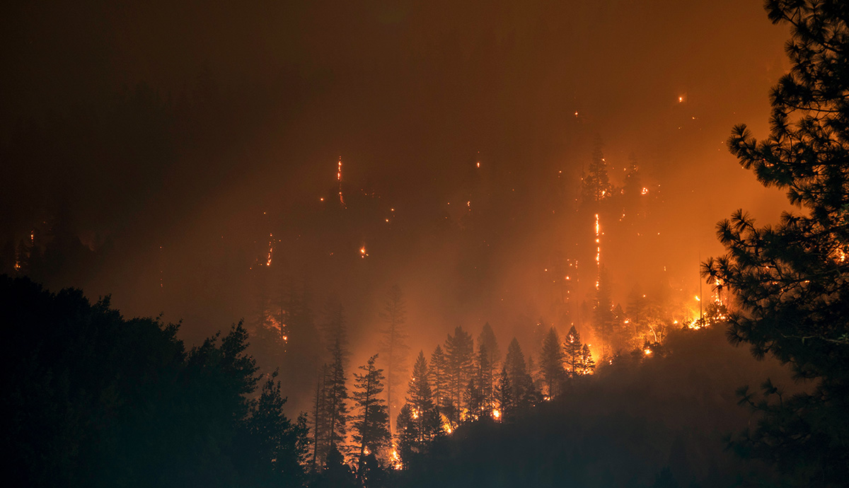 Header Graphic: Flames consuming a forest at night | Image Credit: Unsplash