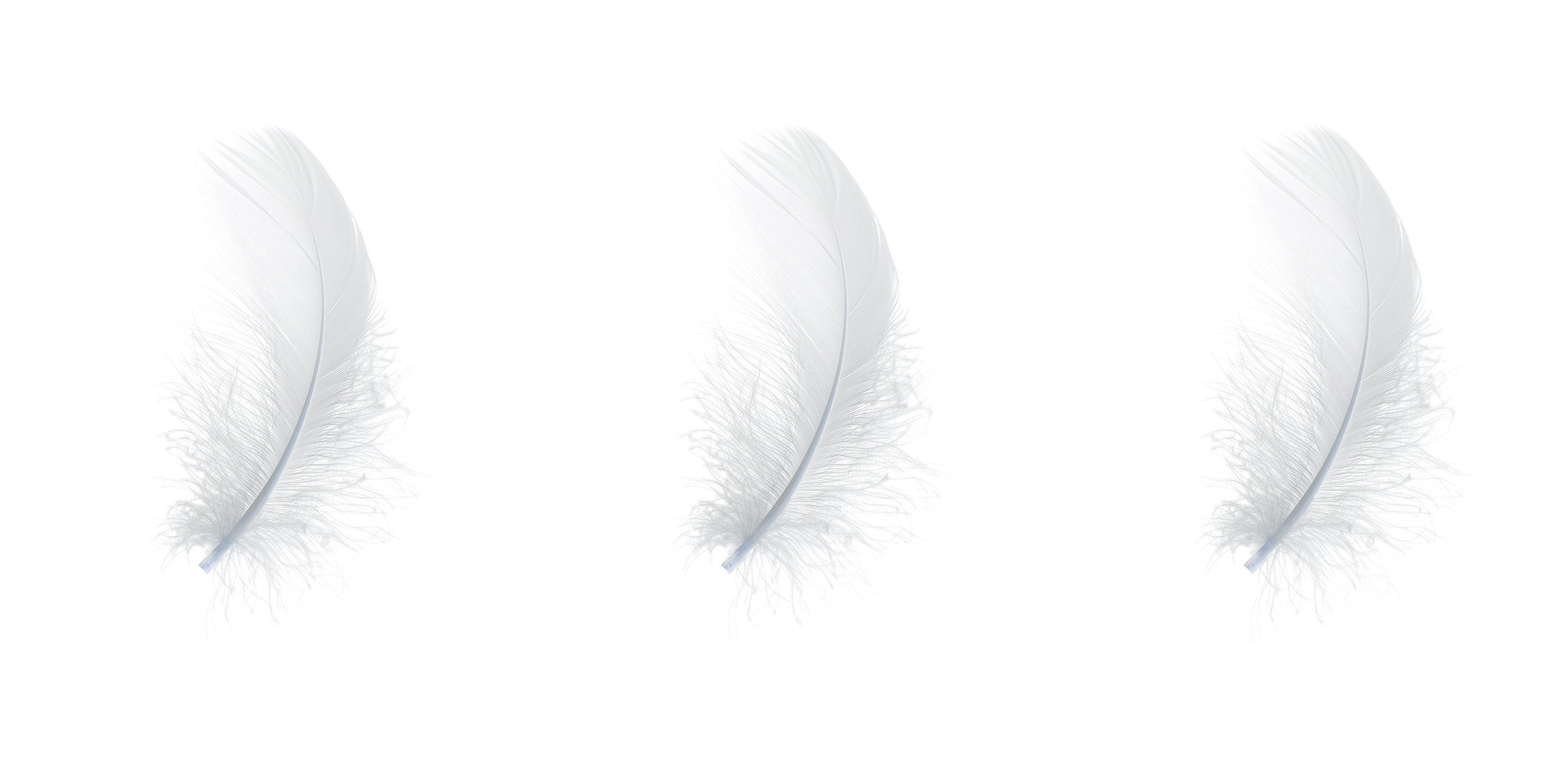 Three white feathers