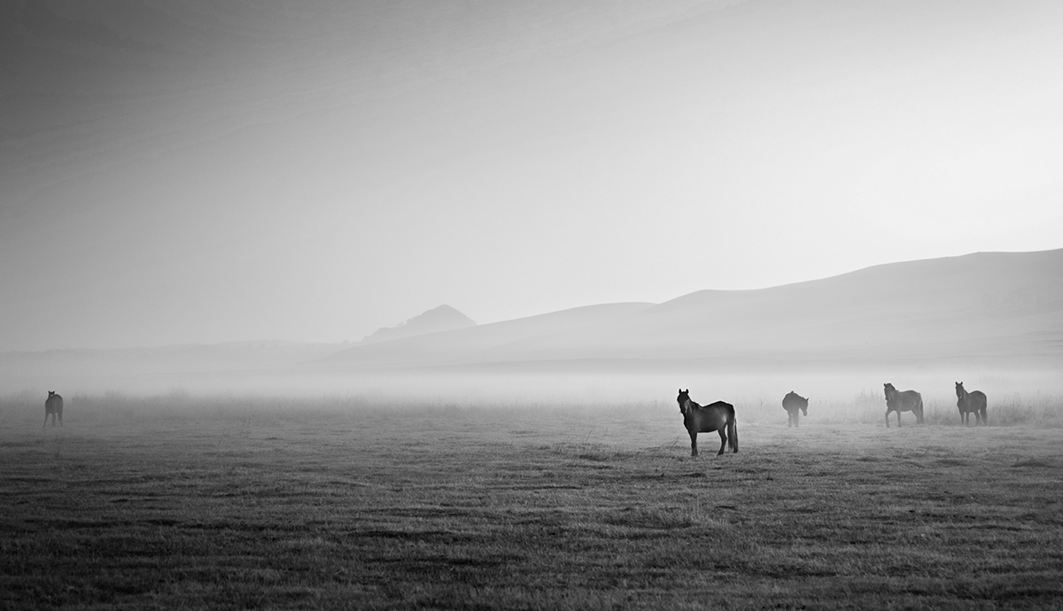 Header Graphic: Several horses standing in a field in black and white | Image Credit: Joseph Daniel via Unsplash