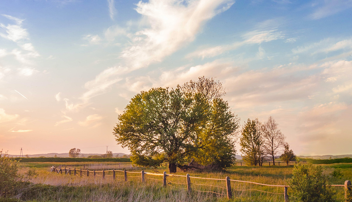 Header Graphic: Rural setting focused on a tree behind a fence | Image Credit: Unsplash