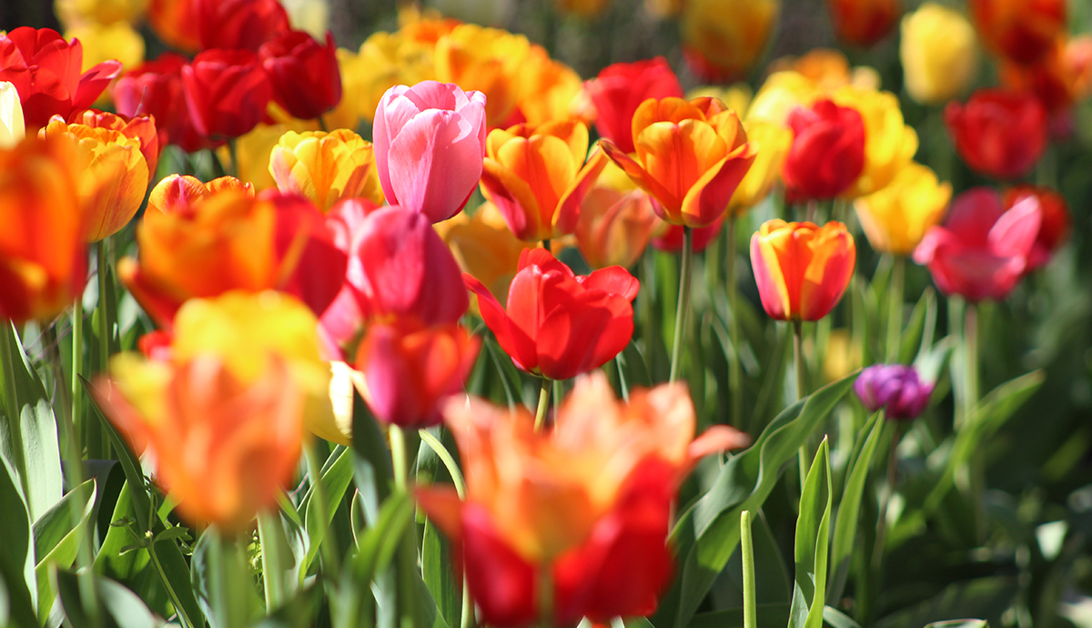 Header Graphic: A field of tulips | Image Credit: Krystina Rogers via Unsplash