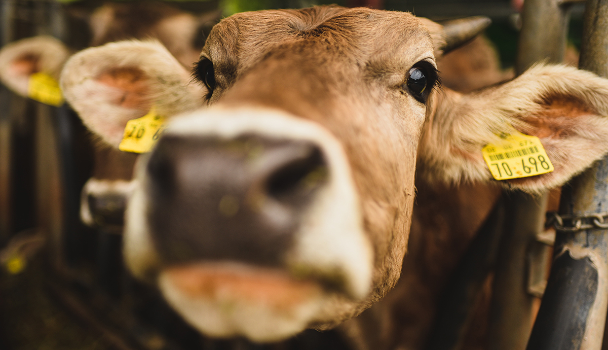 Header Graphic: Cows roaming in a pasture during a sunrise | Image Credit: Stijn te strake via Unsplash