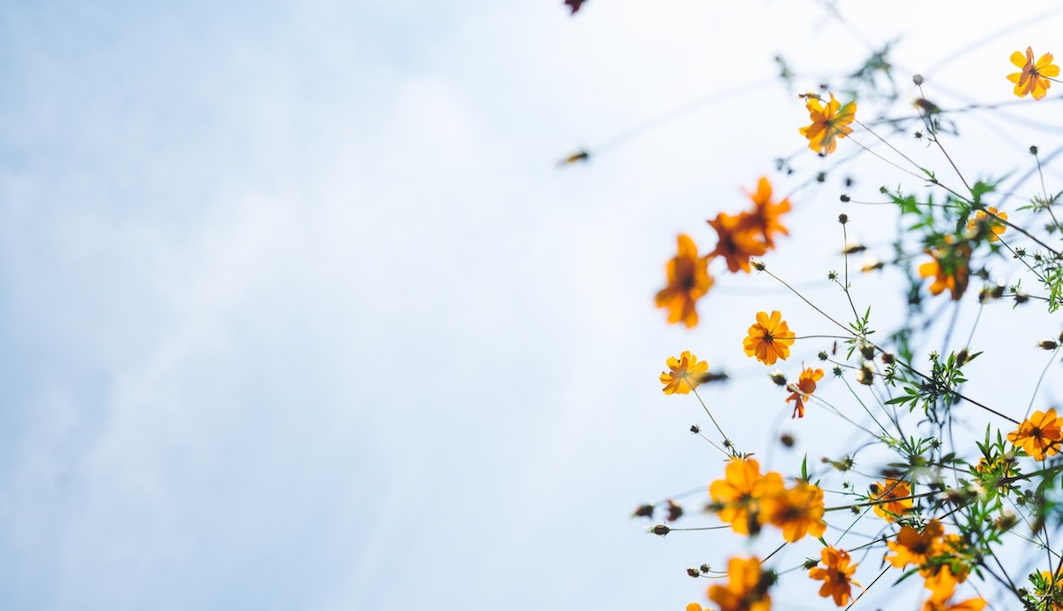 Image by Masaaki Komori of yellow flowers against a blue sky