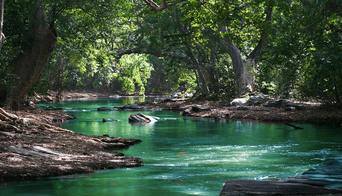 Header Graphic: A river running through a forest | Image Credit: Ian Turnell via Pexels