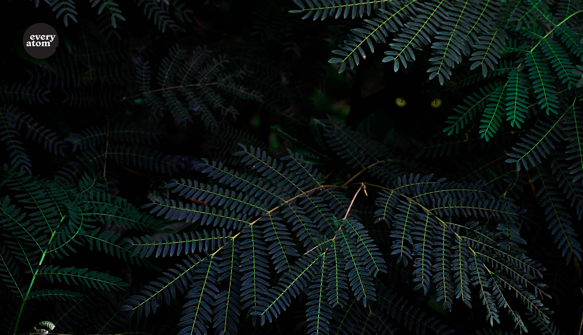 a wall of leaves with eyes peering out