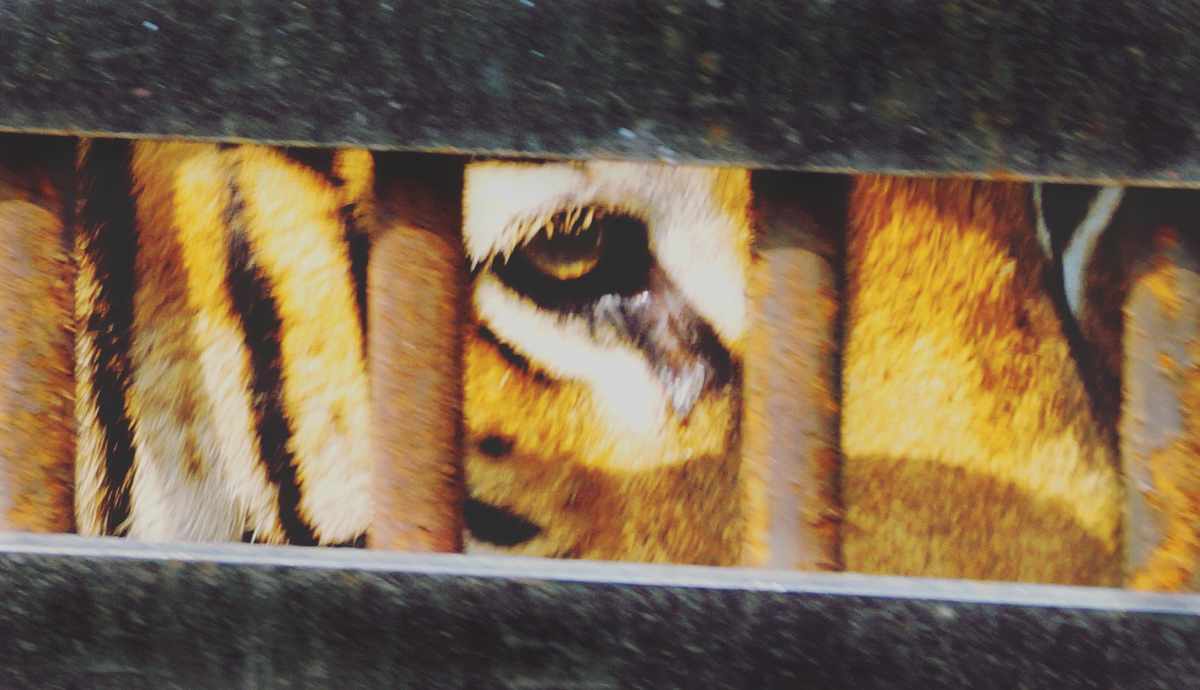 Bengal tiger in a cage