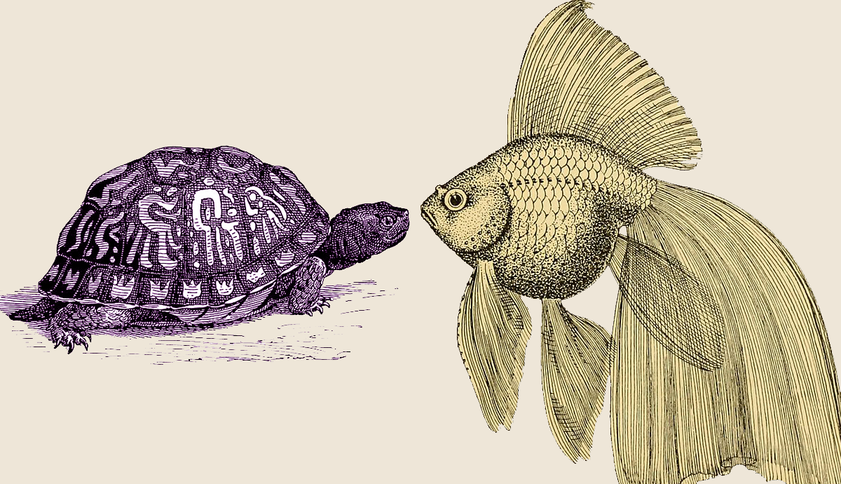 Turtle talking to fish