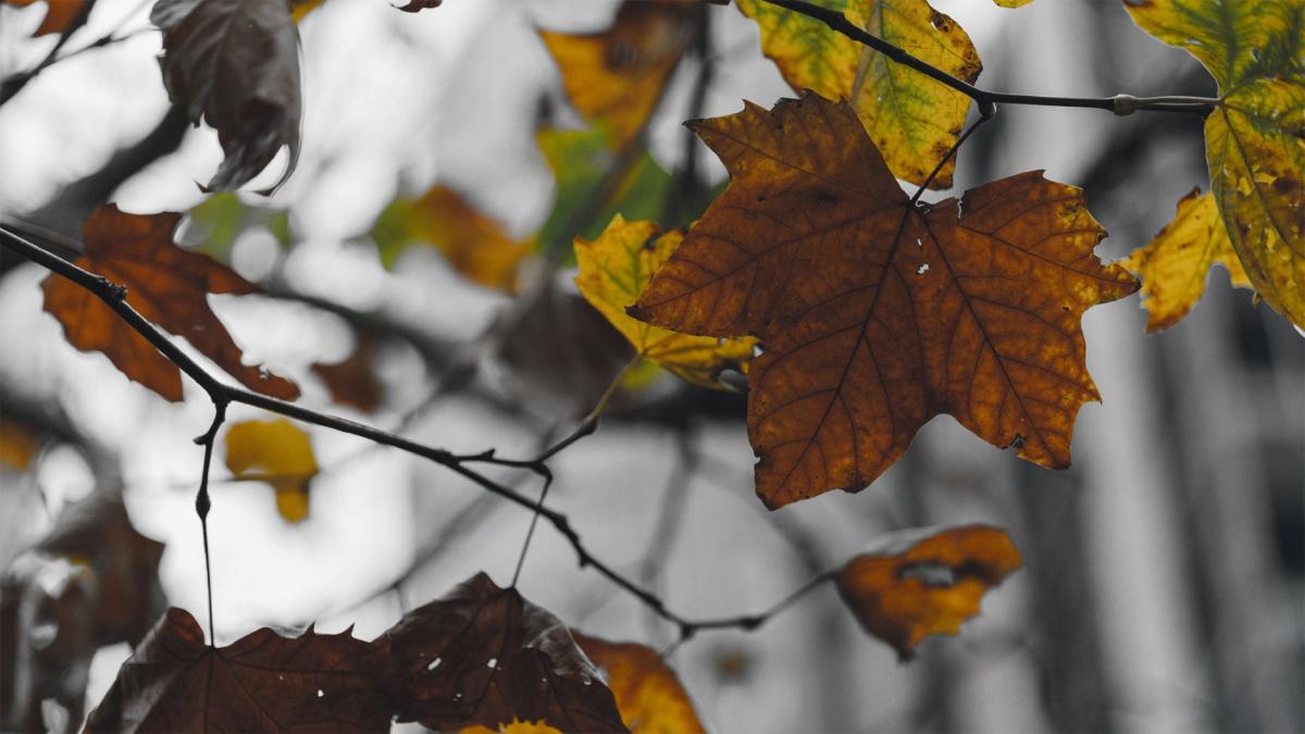 Sycamore leaves with black and white background