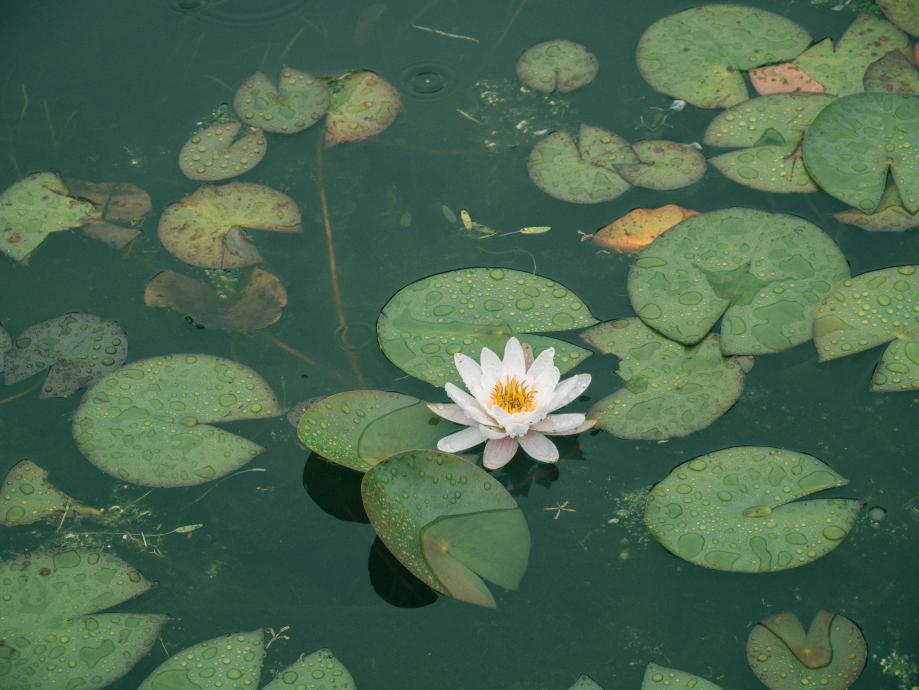 Header Graphic: lily pads and flower on a pond | Image Credit: Lee Soo Hyun