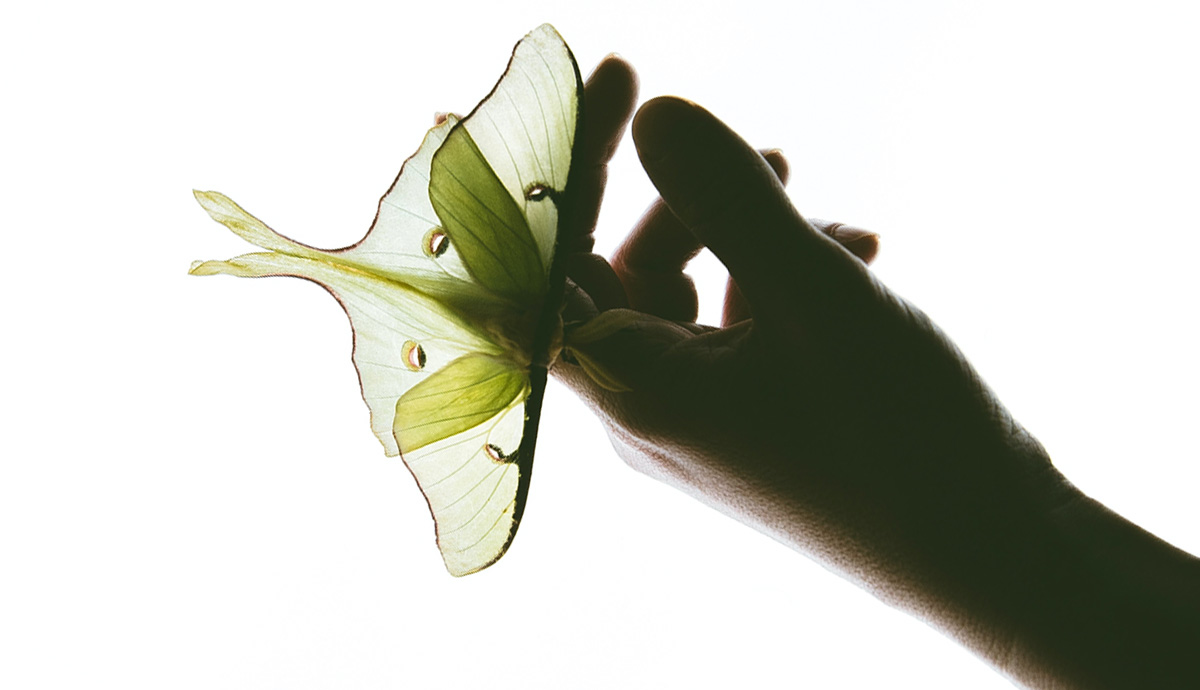 Luna Moth