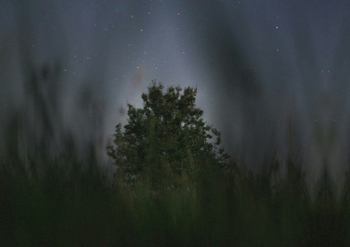 night sky with tree