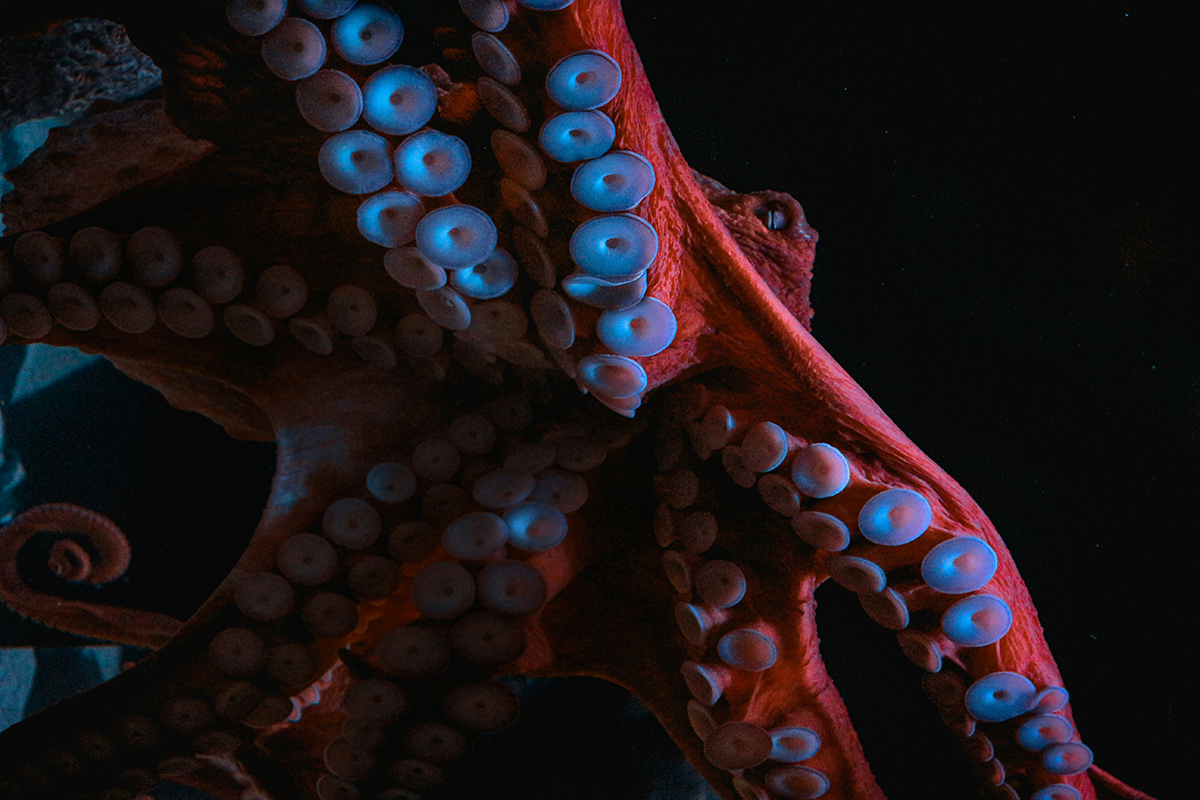octopus