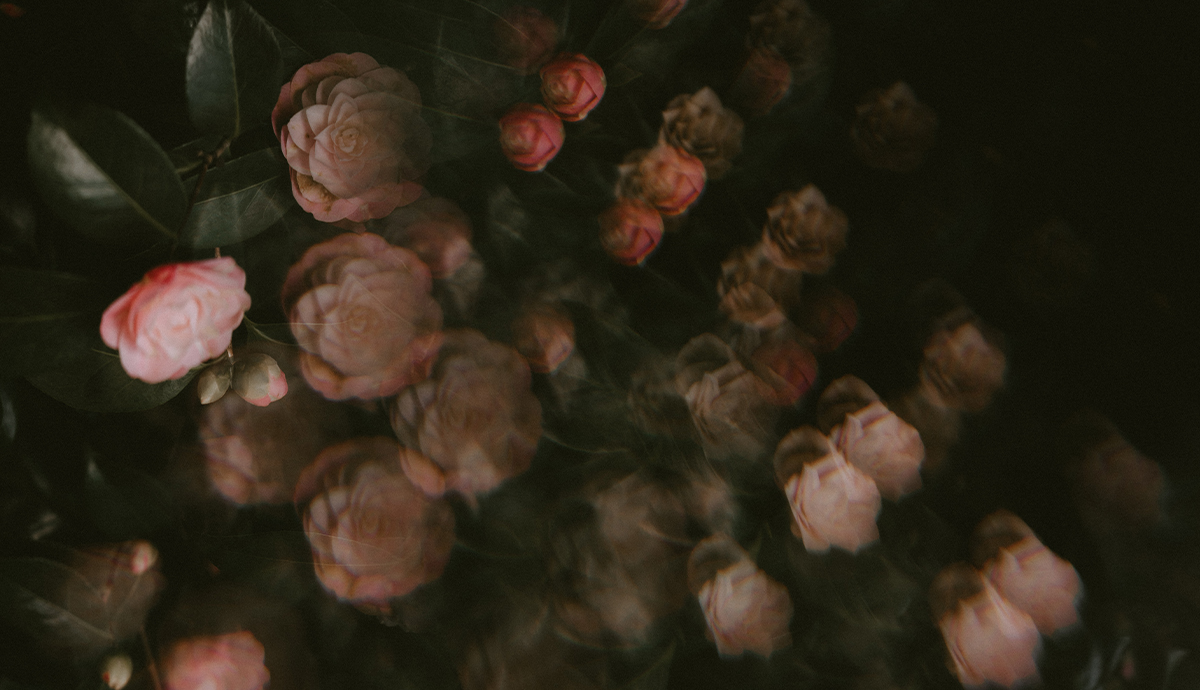 bouquet of pink roses on black 