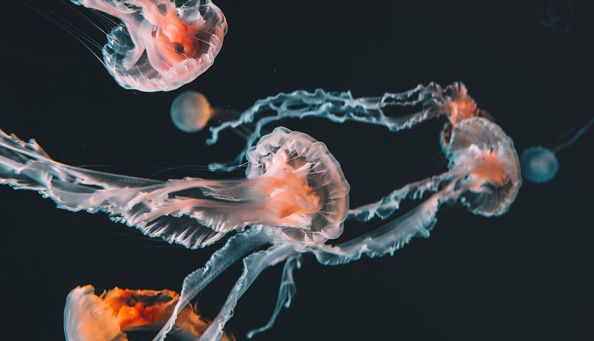 jellyfish on black background