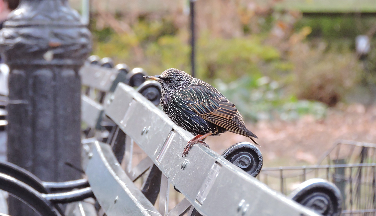 Header Graphic: A robin perched atop a bench | Image Credit: Pixabay