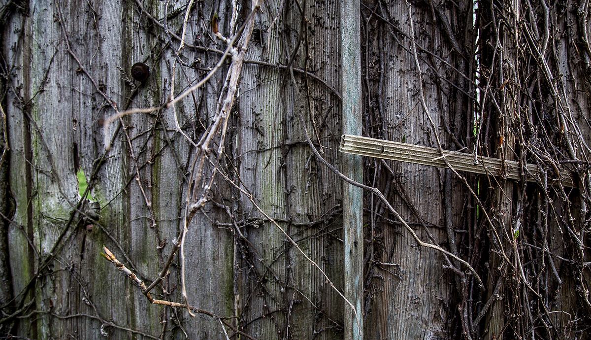 wooden wall with dead vines