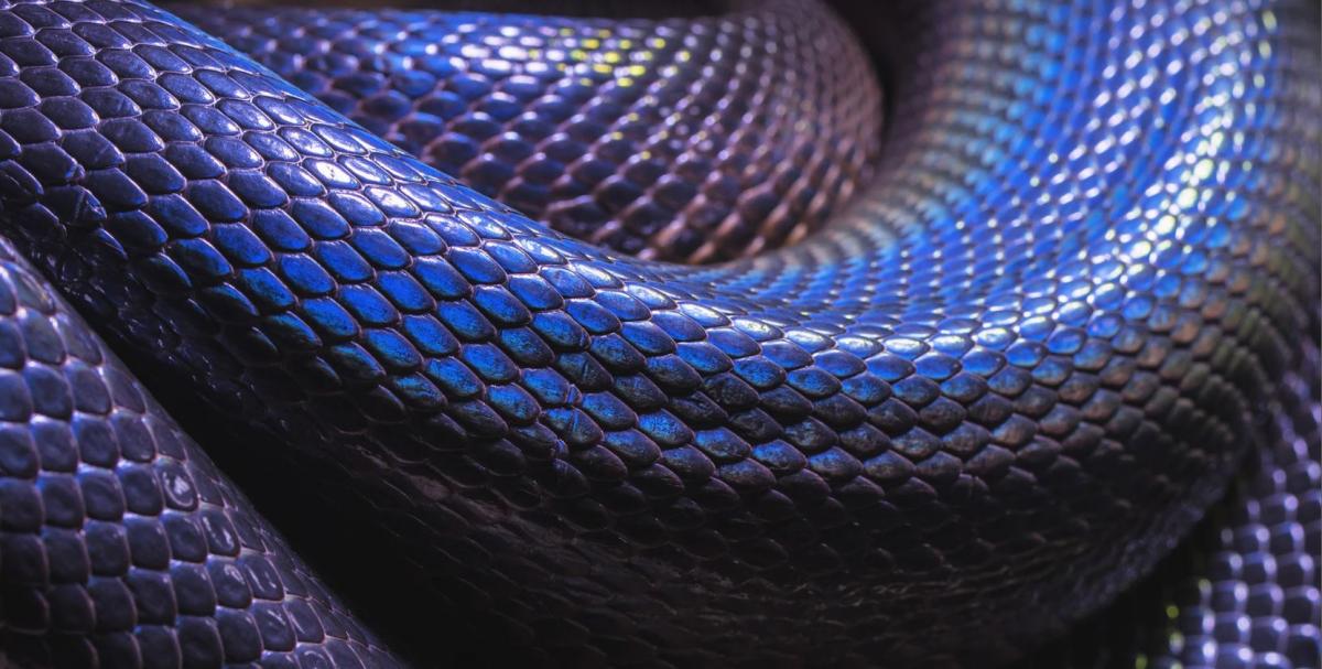 close up of a black snake