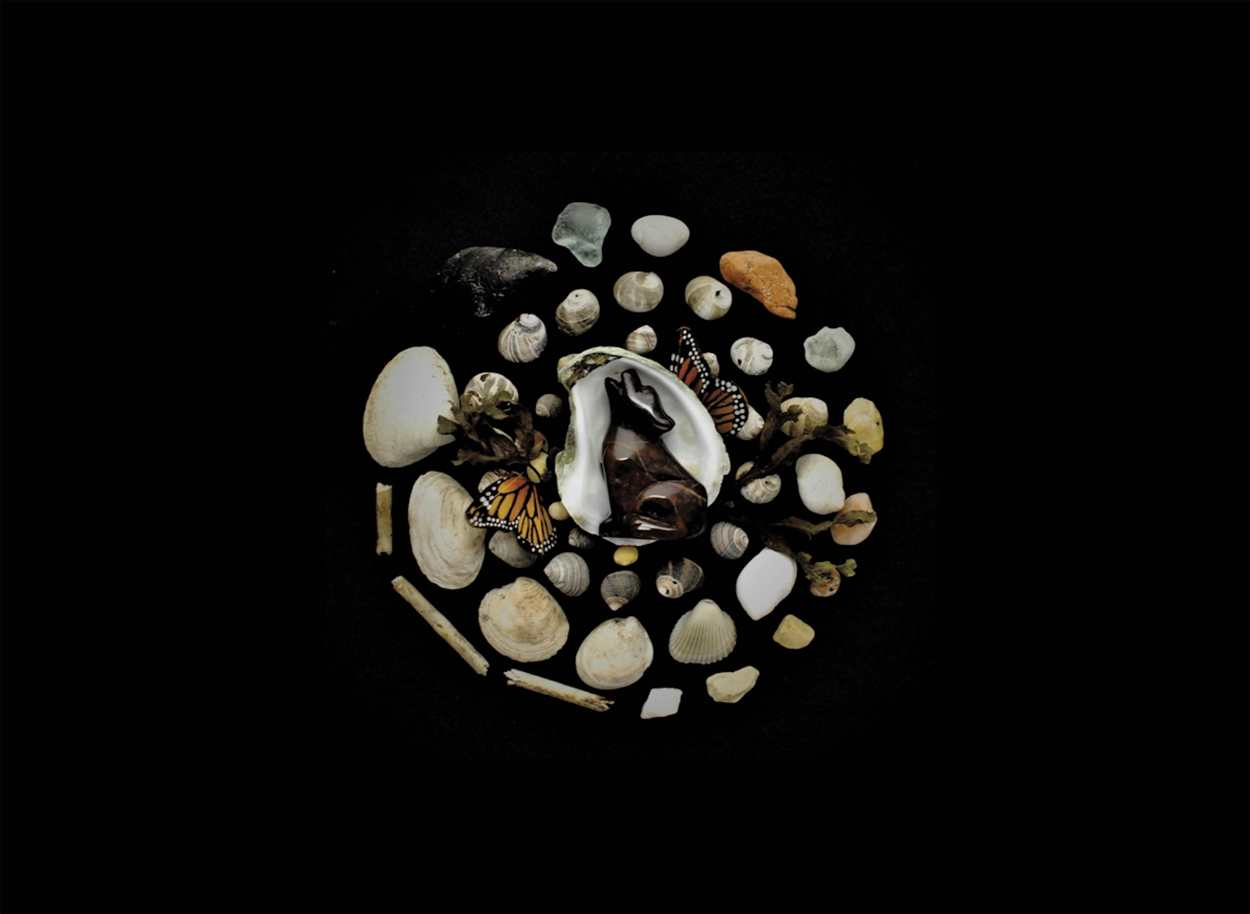 stones and shells with black background