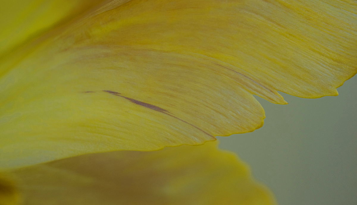 Close up of yellow tulip