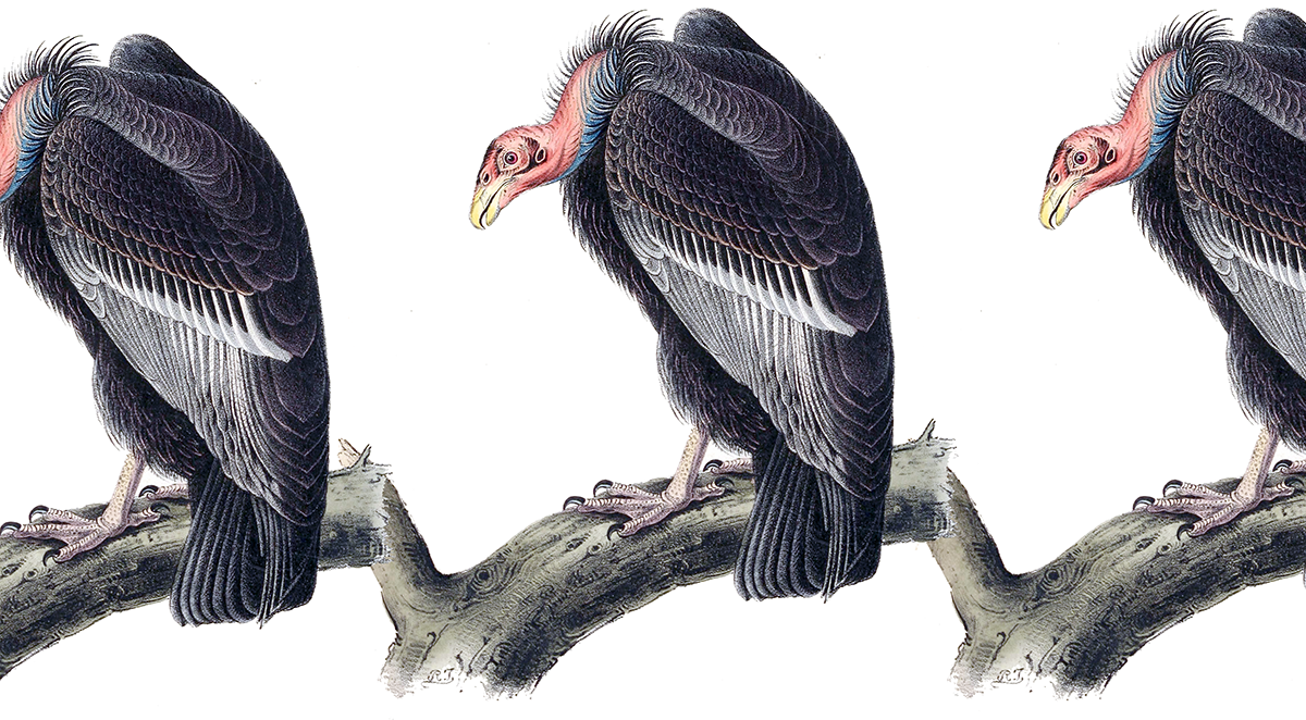 turkey vulture