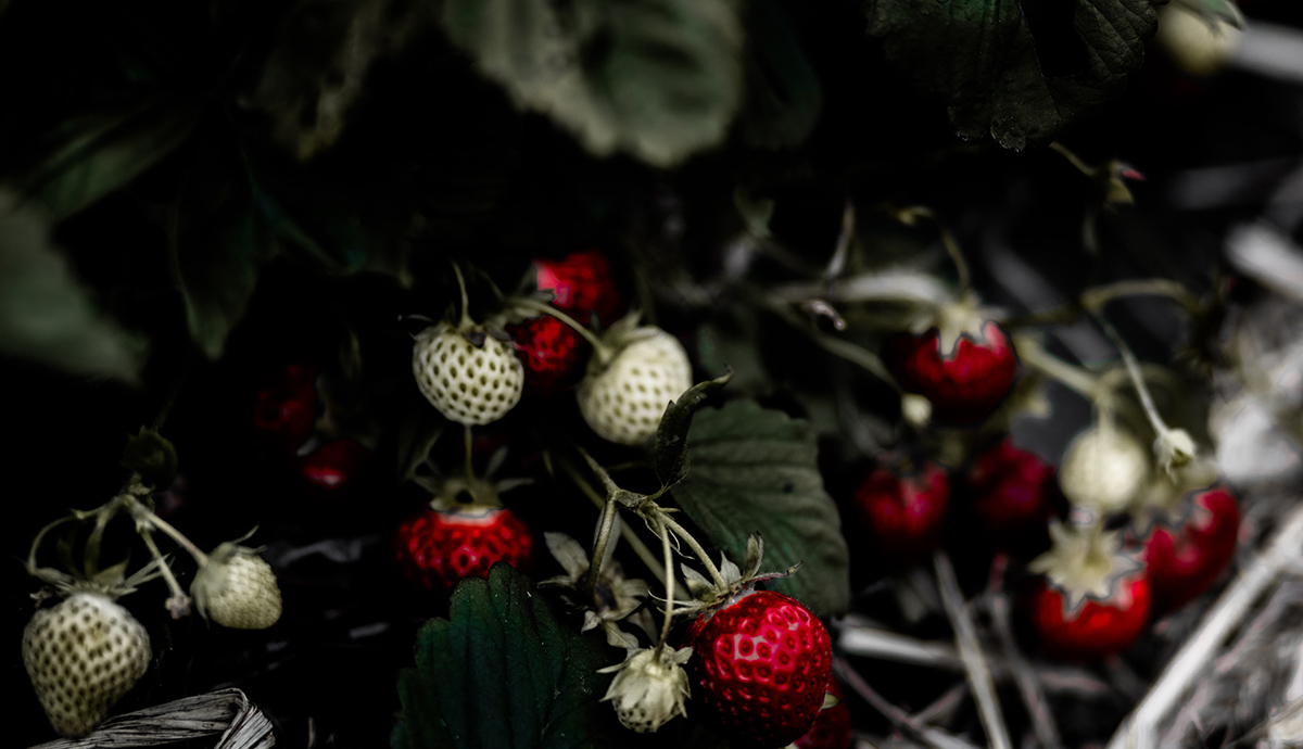 Wild Strawberries