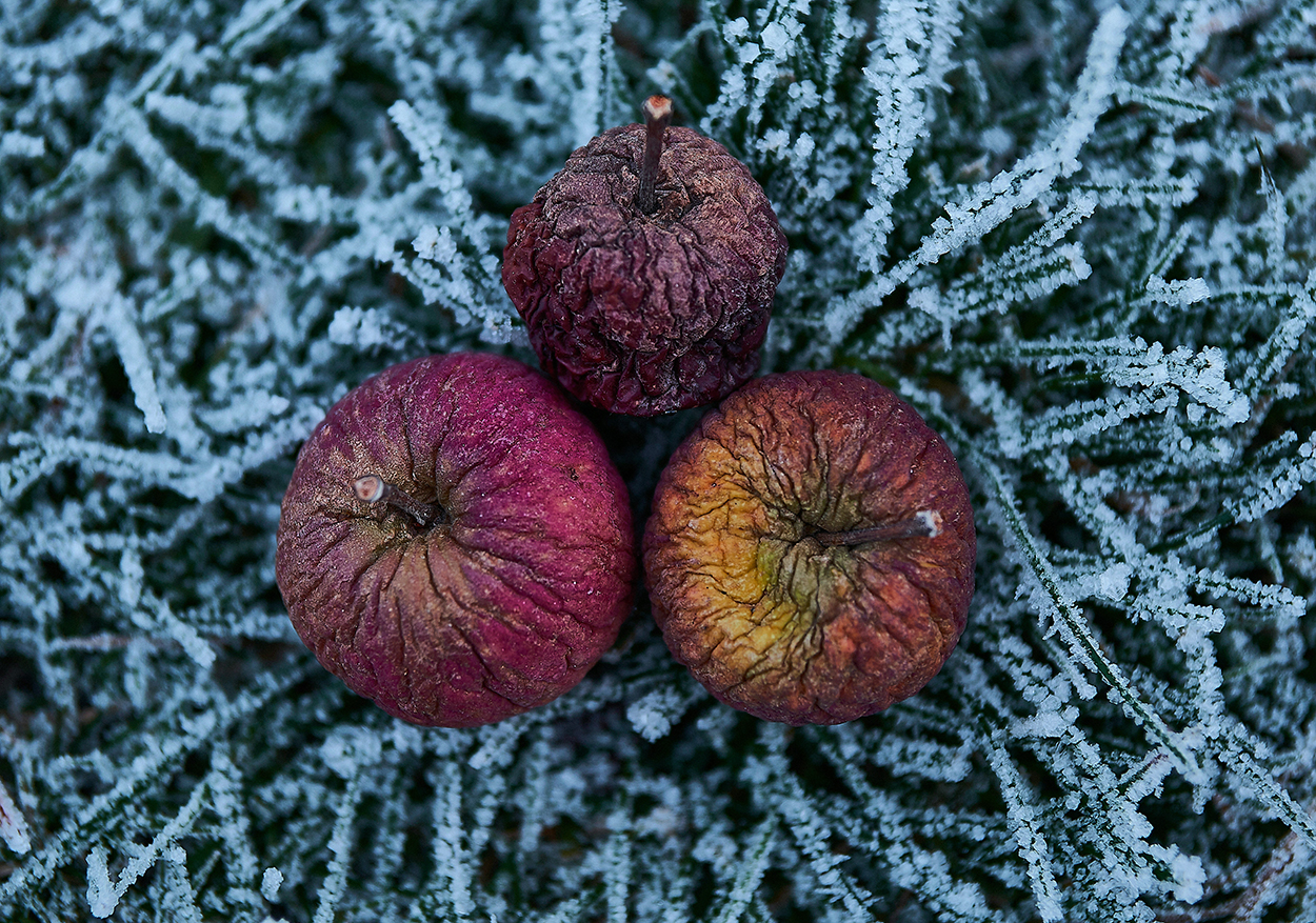 winter apples