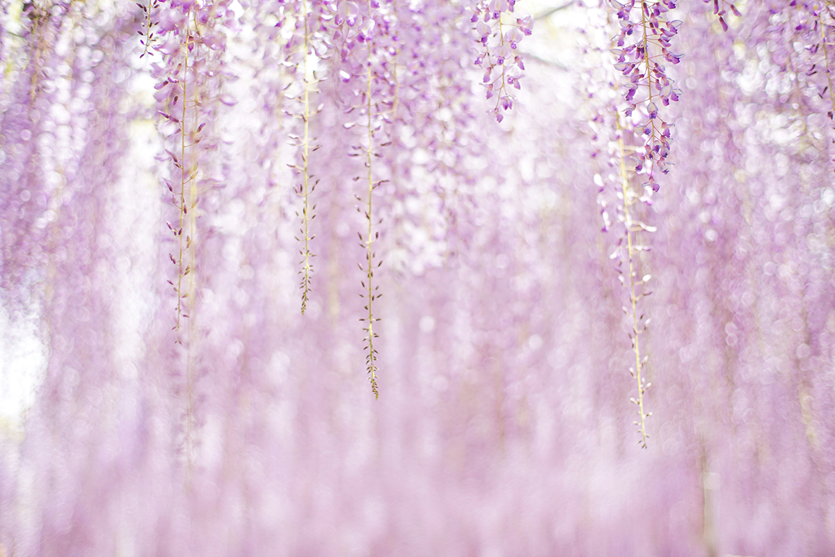 wisteria