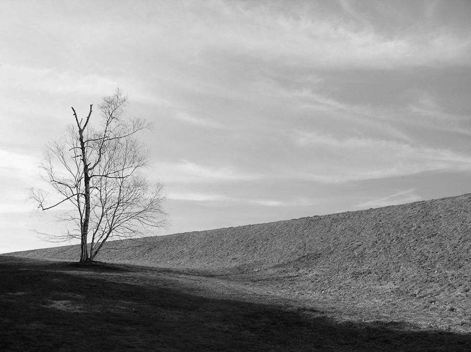 Image of bare tree