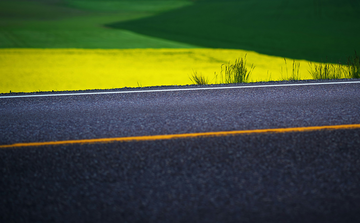 yellow roadside field