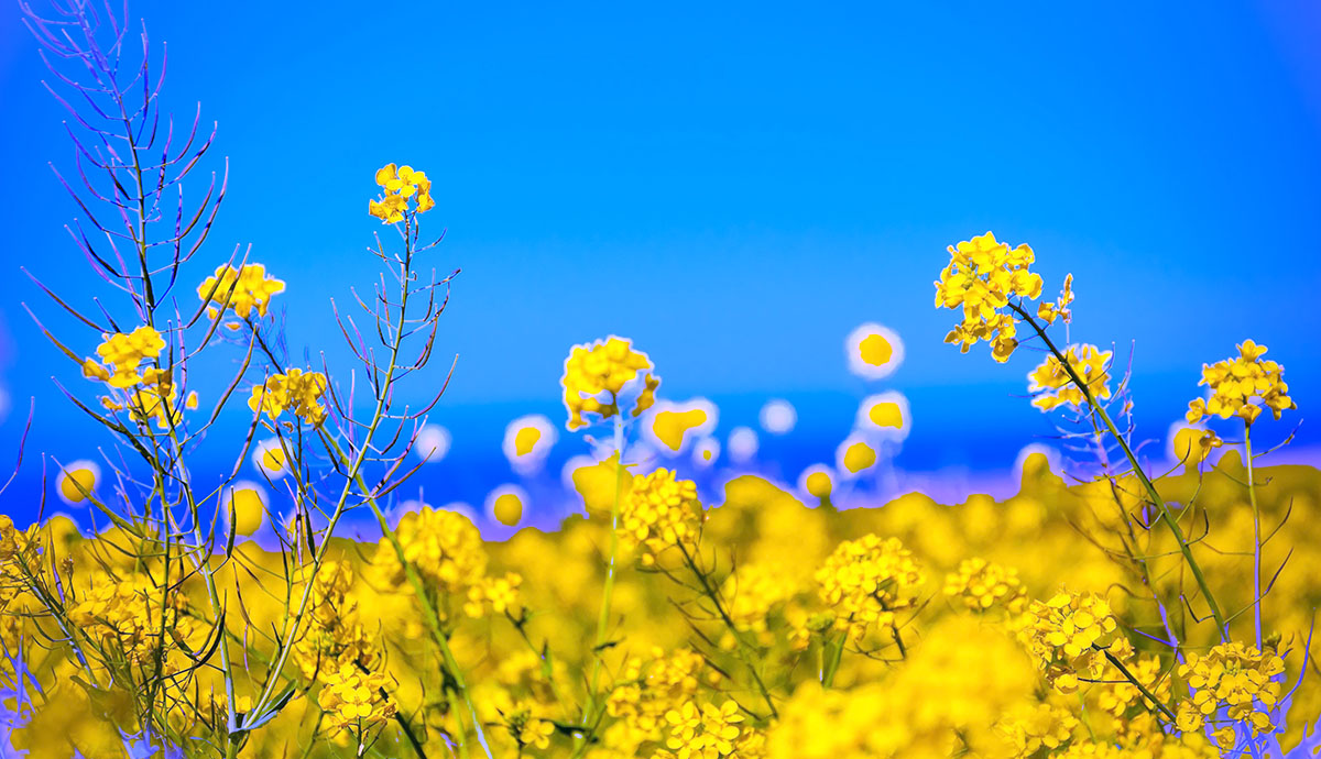 yellow flowers